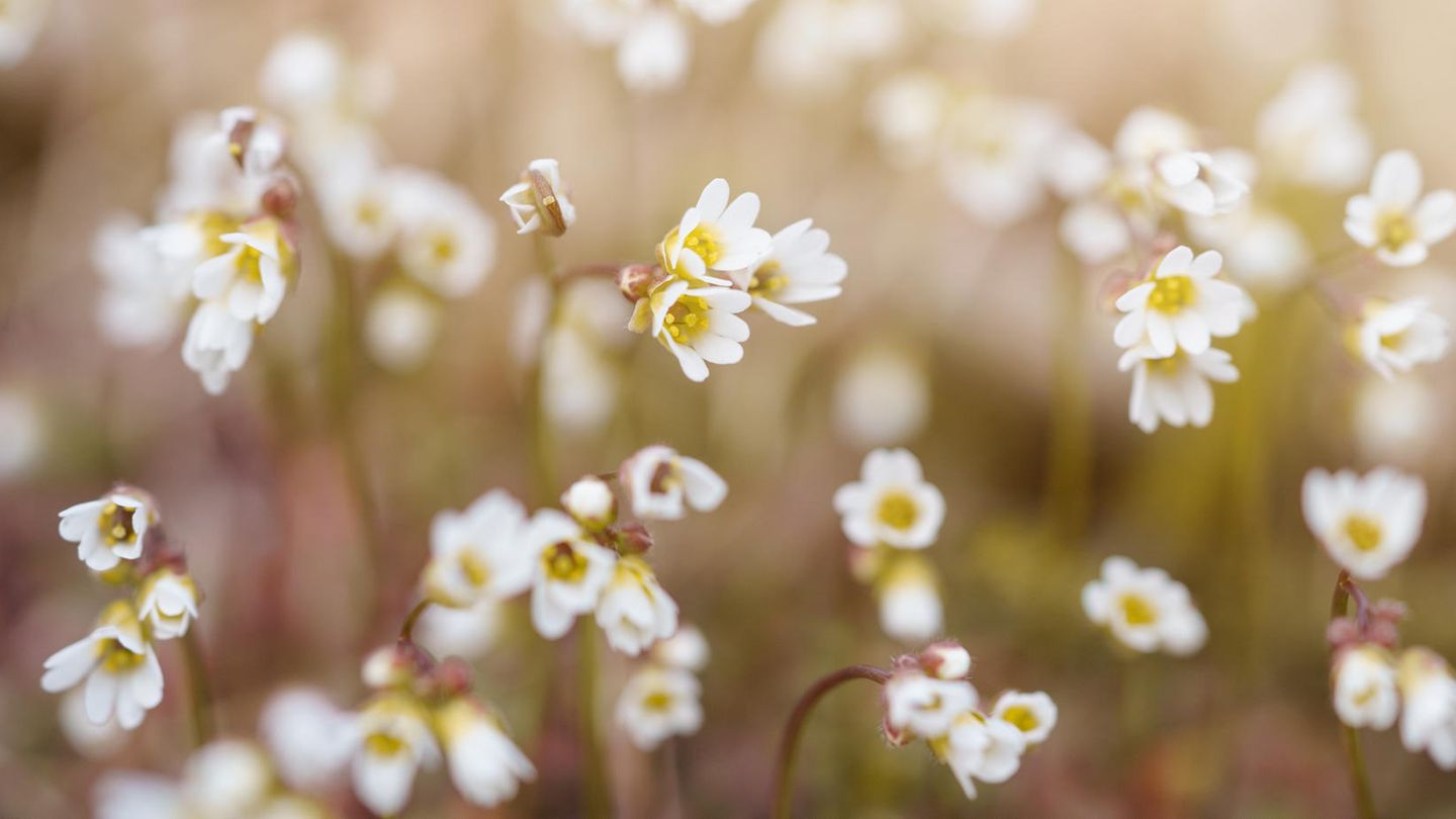 57+ Falschverstanden Naturnah Gärtnern, Seien sie also nicht nur