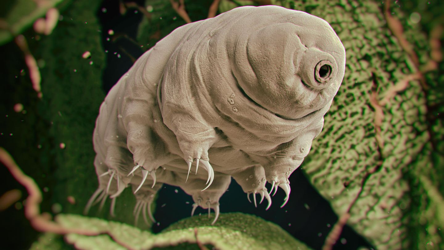 Bärtierchen haben ein bisschen Ähnlichkeit mit einem gefüllten Staubsaugerbeutel. Tatsächlich gibt es sie fast überall im Meer und in feuchten Umgebungen an Land, zum Beispiel im Moos. Sie sind in der Lage, über lange Zeiträume unter extremen Bedingungen zu überleben – in einem Zustand zwischen Leben und Tod, der so genannten Kryptobiose. Berühmt sind jene Tierchen, die selbst einen Ausflug ins All überlebten – außerhalb der Raumkapsel.