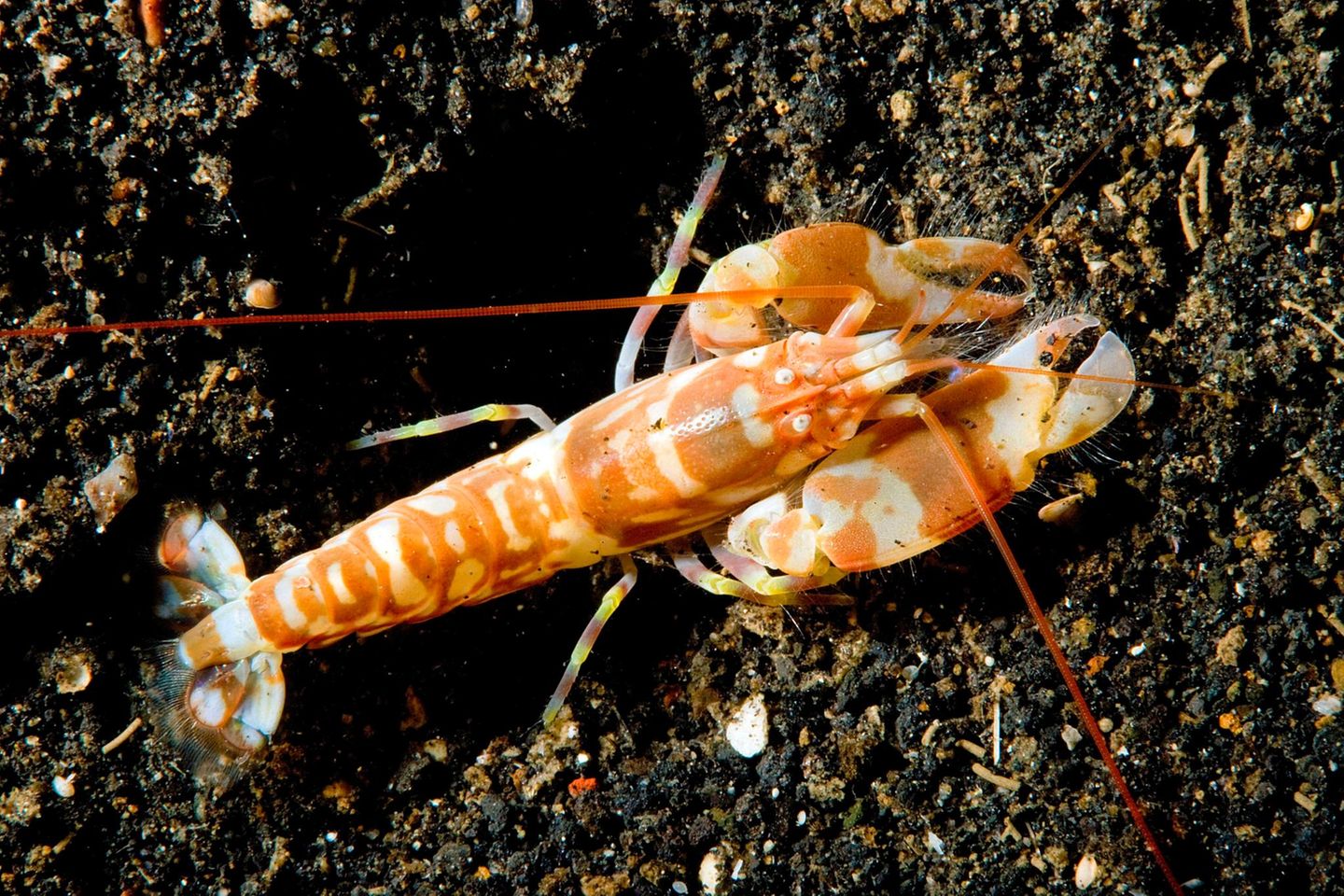 Knall- oder Pistolenkrebse sind in zweifacher Hinsicht staunenswert: Zum einen können sie mit ihren Scheren einen ohrenbetäubenden Knall erzeugen, mit dem sie Beute erlegen und Artgenossen beeindrucken – daher der Name. Das Krustentier verfügt über eine weitere, weniger offensichtliche, aber nicht weniger rekordverdächtige Eigenschaft: Knallkrebse haben schnellere Augen als jedes Wirbeltier. Im Experiment konnten Tiere ein Flackern mit einer Frequenz von bis zu 160 Hertz erkennen.