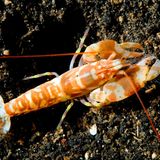 Knall- oder Pistolenkrebse sind in zweifacher Hinsicht staunenswert: Zum einen können sie mit ihren Scheren einen ohrenbetäubenden Knall erzeugen, mit dem sie Beute erlegen und Artgenossen beeindrucken – daher der Name. Das Krustentier verfügt über eine weitere, weniger offensichtliche, aber nicht weniger rekordverdächtige Eigenschaft: Knallkrebse haben schnellere Augen als jedes Wirbeltier. Im Experiment konnten Tiere ein Flackern mit einer Frequenz von bis zu 160 Hertz erkennen.