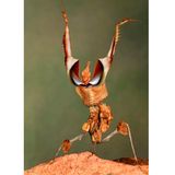 Die Teufelsblume ist keine Blume, sondern eine Gottesanbeterin. Für ihre Opfer ist die ostafrikanische Fangschrecke kaum als Fressfeindin zu erkennen: Bräunliche Körperanhängsel lassen sie wie welkes Blattwerk erscheinen, eine Tarn-Strategie, die wissenschaftlich auch Mimese genannt wird. Im Bild zu sehen ist die Drohgebärde des räuberischen Insekts.