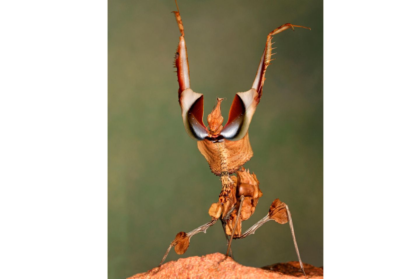 Die Teufelsblume ist keine Blume, sondern eine Gottesanbeterin. Für ihre Opfer ist die ostafrikanische Fangschrecke kaum als Fressfeindin zu erkennen: Bräunliche Körperanhängsel lassen sie wie welkes Blattwerk erscheinen, eine Tarn-Strategie, die wissenschaftlich auch Mimese genannt wird. Im Bild zu sehen ist die Drohgebärde des räuberischen Insekts.