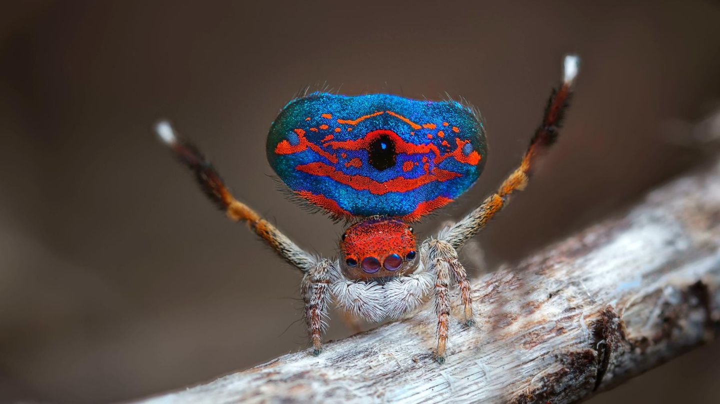 Unschwer zu erkennen, woher die in Australien beheimatete Pflauenspinne ihren Namen hat: Das Männchen stellt bei der Balz seinen knallbunten Hinterleib und das dritte Beinpaar effektvoll auf. In dieser Pose ist sie für menschliche Augen als Spinne kaum noch zu erkennen.