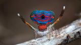 Unschwer zu erkennen, woher die in Australien beheimatete Pflauenspinne ihren Namen hat: Das Männchen stellt bei der Balz seinen knallbunten Hinterleib und das dritte Beinpaar effektvoll auf. In dieser Pose ist sie für menschliche Augen als Spinne kaum noch zu erkennen.