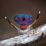 Unschwer zu erkennen, woher die in Australien beheimatete Pflauenspinne ihren Namen hat: Das Männchen stellt bei der Balz seinen knallbunten Hinterleib und das dritte Beinpaar effektvoll auf. In dieser Pose ist sie für menschliche Augen als Spinne kaum noch zu erkennen.