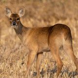 Vampirreh? Nein: Wasserreh. Die skurrilen Paarhufer sind in Ost-Zentralchina und auf der Koreanischen Halbinsel zu Hause. Bei den Männchen sind die oberen Eckzähne zu bis zu 6,4 Zentimeter langen Hauern verlängert. Und das ist nicht nur Deko: Bei Revierkämpfen können sich die Tiere damit schwere Verletzungen zufügen.