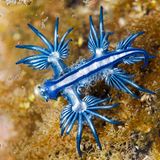 Was aussieht wie ein Fantasiewesen aus einem Science-Fiction-Werk, ist eine – Schnecke. Genauer, die Blaue Ozeanschnecke. Das Tier ernährt sich von Nesseltieren und lebt, etwa an treibenden Tang geheftet, an der Oberfläche der Gewässer der Ost- und Südküste von Südafrika, Europas, der Ostküste Australiens und Mosambiks.