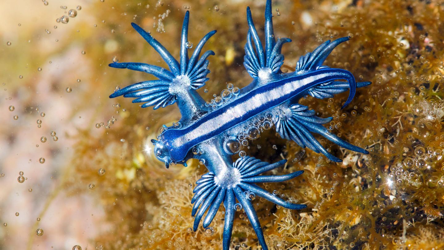 Was aussieht wie ein Fantasiewesen aus einem Science-Fiction-Werk, ist eine – Schnecke. Genauer, die Blaue Ozeanschnecke. Das Tier ernährt sich von Nesseltieren und lebt, etwa an treibenden Tang geheftet, an der Oberfläche der Gewässer der Ost- und Südküste von Südafrika, Europas, der Ostküste Australiens und Mosambiks.