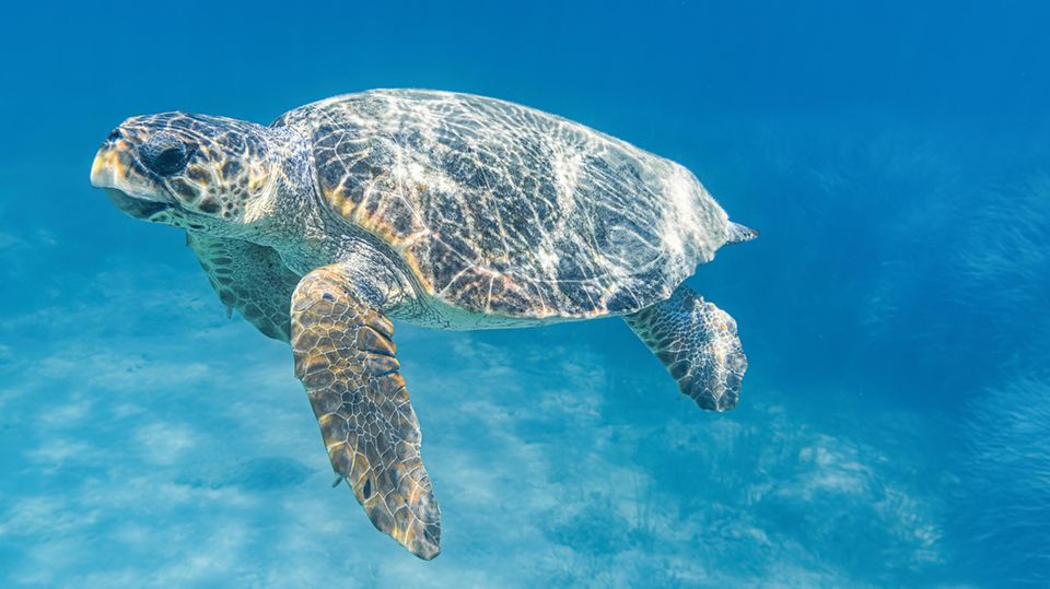 Caretta Caretta im Meer vor Zakynthos
