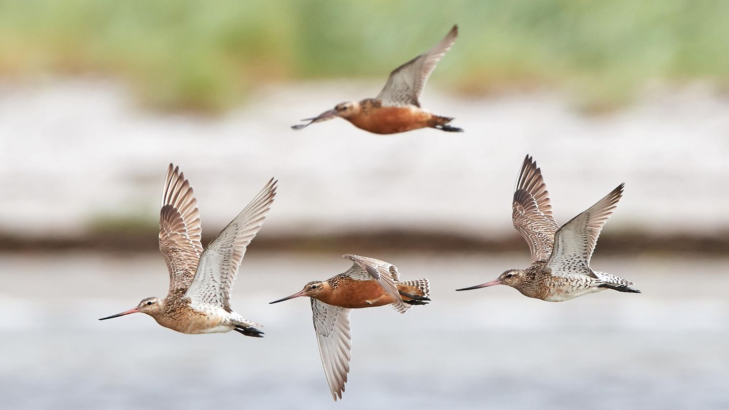 Pfuhlschnepfen sind die Langstreckenflieger unter den Zugvögeln. Im Jahr 2022 flog ein Jungtier in elf Tagen nonstop 13.500 Kilometer von Alaska nach Tasmanien. Im Wattenmeer ist die Pfuhlschnepfe ein regelmäßiger und häufiger Durchzügler und Wintergast.