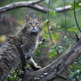 Wildkatze im Wildkatzendorf Hütscheroda