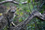 Wildkatze im Wildkatzendorf Hütscheroda