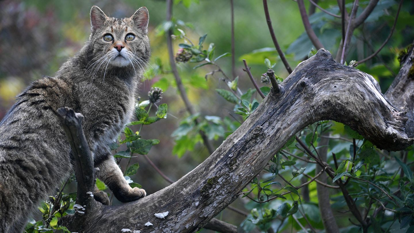 Wildkatze im Wildkatzendorf Hütscheroda