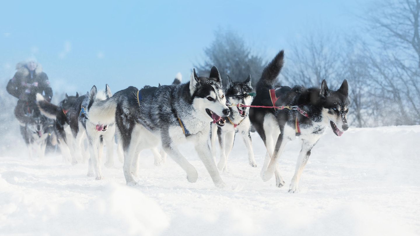 Schlittenhunde ziehen einen Schlitten im Schnee