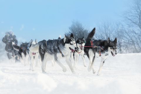 Schlittenhunde ziehen einen Schlitten im Schnee