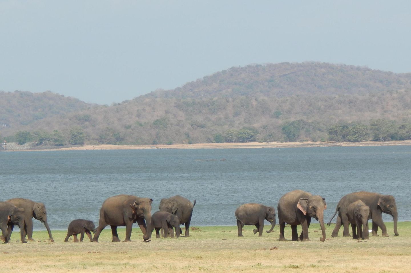 Zuflucht für Asiatische Elefanten: der Minnerya National Park in Sri Lanka