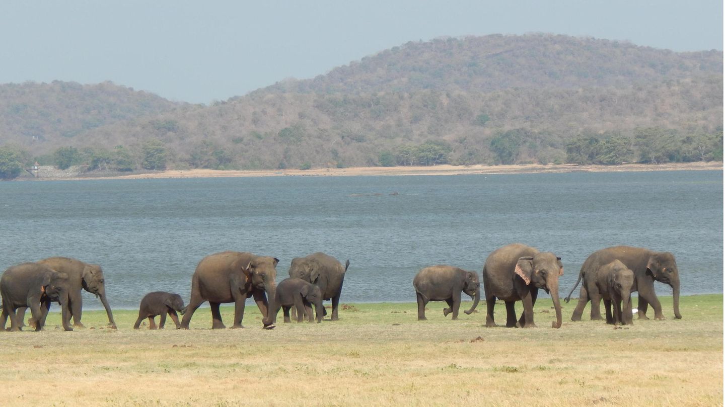 Zuflucht für Asiatische Elefanten: der Minnerya National Park in Sri Lanka