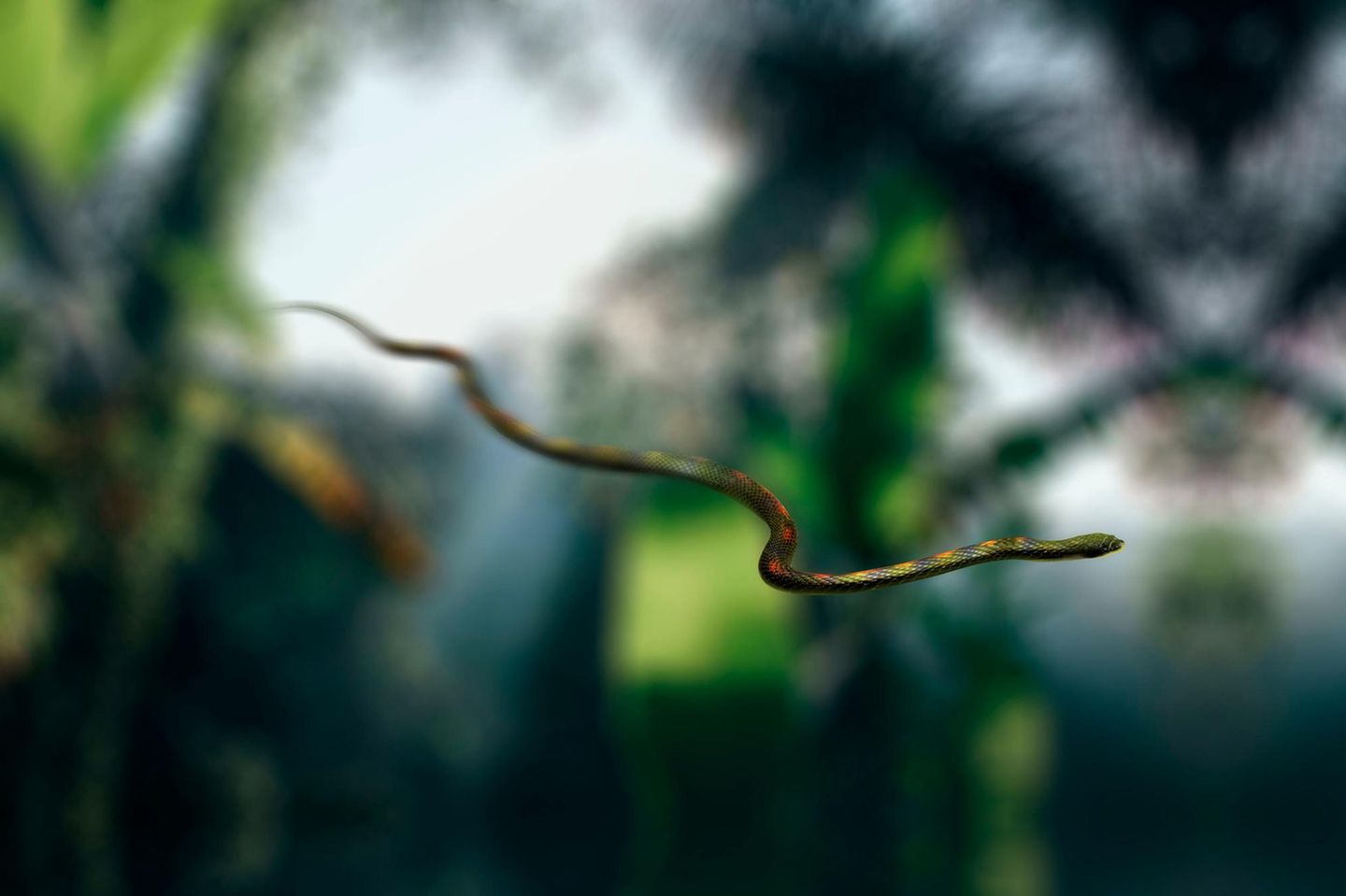 Die Goldschlange oder Grüne Schmuckbaumnatter ist nicht nur bestens an ein Leben und die Jagd in luftiger Höhe angepasst. Sie kann auch fliegen. Nun ja, zumindest ein bisschen: Bei Gefahr lässt sie sich aus den Zweigen fallen, plattet ihren Körper auf die doppelte Breite ab und sorgt mit schlängelnden Bewegungen in der Luft für maximalen Luftwiderstand.
