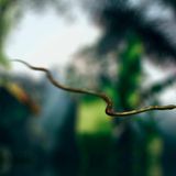 Die Goldschlange oder Grüne Schmuckbaumnatter ist nicht nur bestens an ein Leben und die Jagd in luftiger Höhe angepasst. Sie kann auch fliegen. Nun ja, zumindest ein bisschen: Bei Gefahr lässt sie sich aus den Zweigen fallen, plattet ihren Körper auf die doppelte Breite ab und sorgt mit schlängelnden Bewegungen in der Luft für maximalen Luftwiderstand.