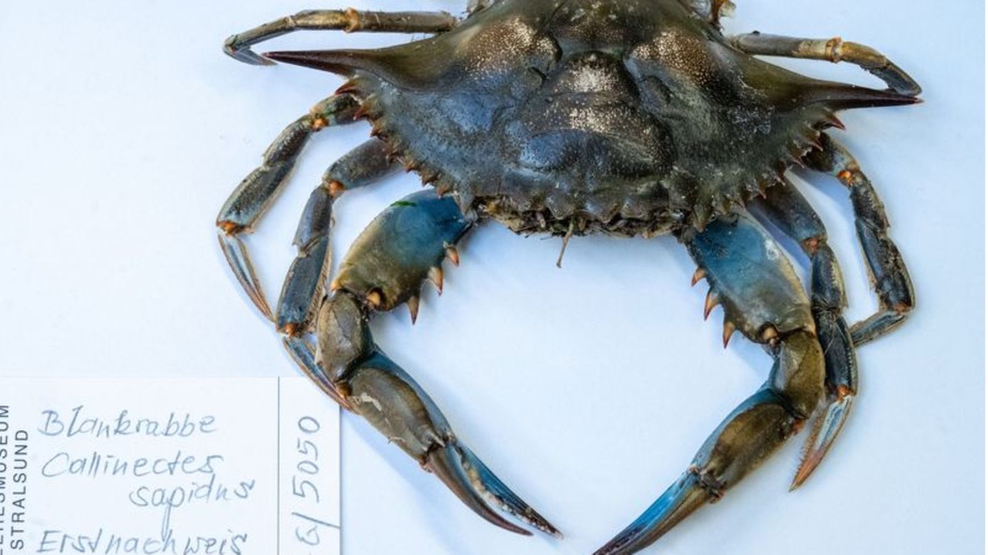 Blick auf eine Blaukrabbe in der Sammlung des Deutschen Meeresmuseums, die im April 2023 am Strand des Ostseebades Ahlbeck gefunden wurde
