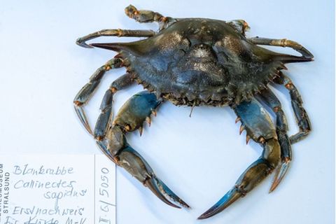 Blick auf eine Blaukrabbe in der Sammlung des Deutschen Meeresmuseums, die im April 2023 am Strand des Ostseebades Ahlbeck gefunden wurde