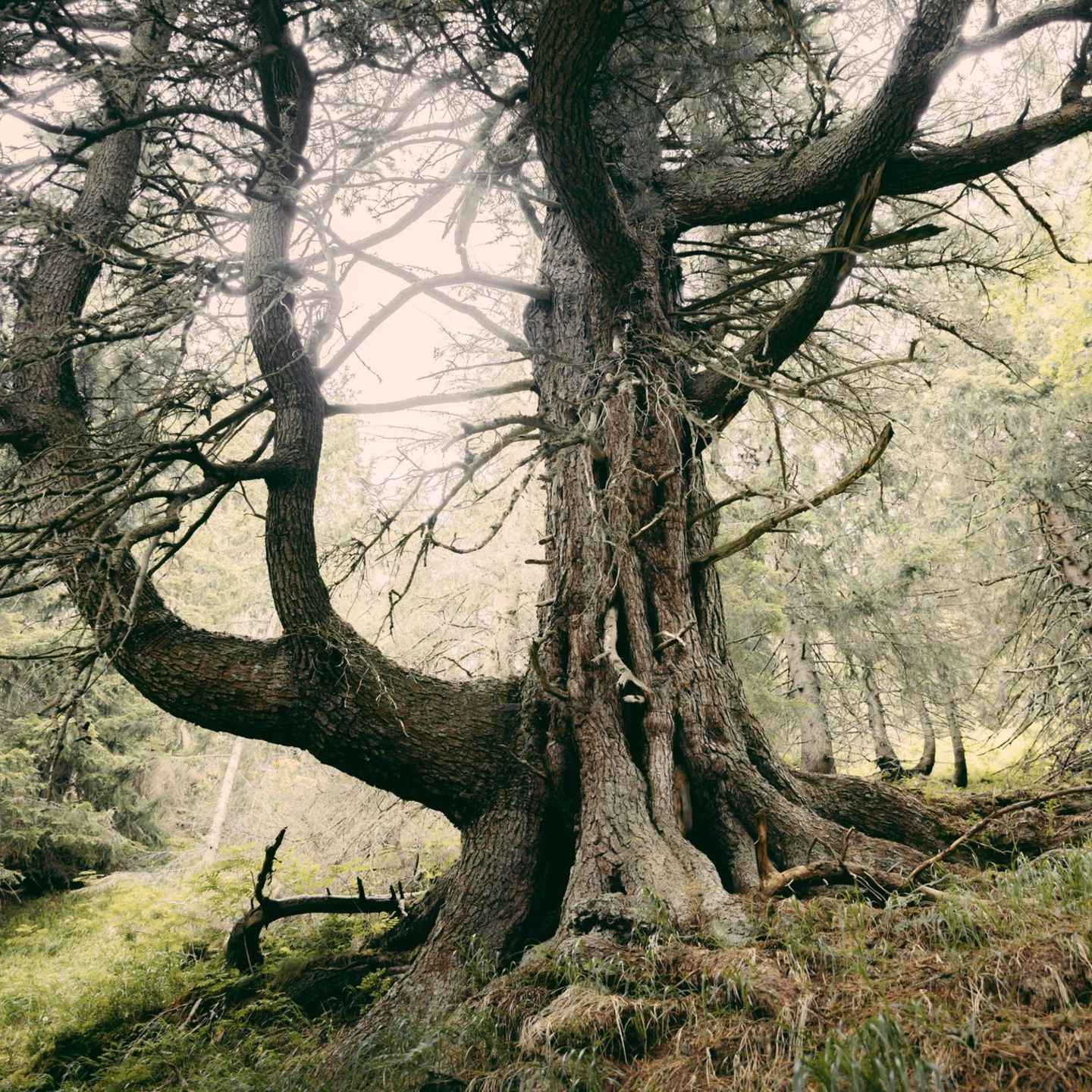 Vor etwa 2000 Jahren keimte diese Zirbelkiefer in der Hohen Tatra. Und dort wächst sie noch immer. Sie zählt zu den ältesten Bäumen Europas. Wo sie genau steht, wissen nur wenige Eingeweihte