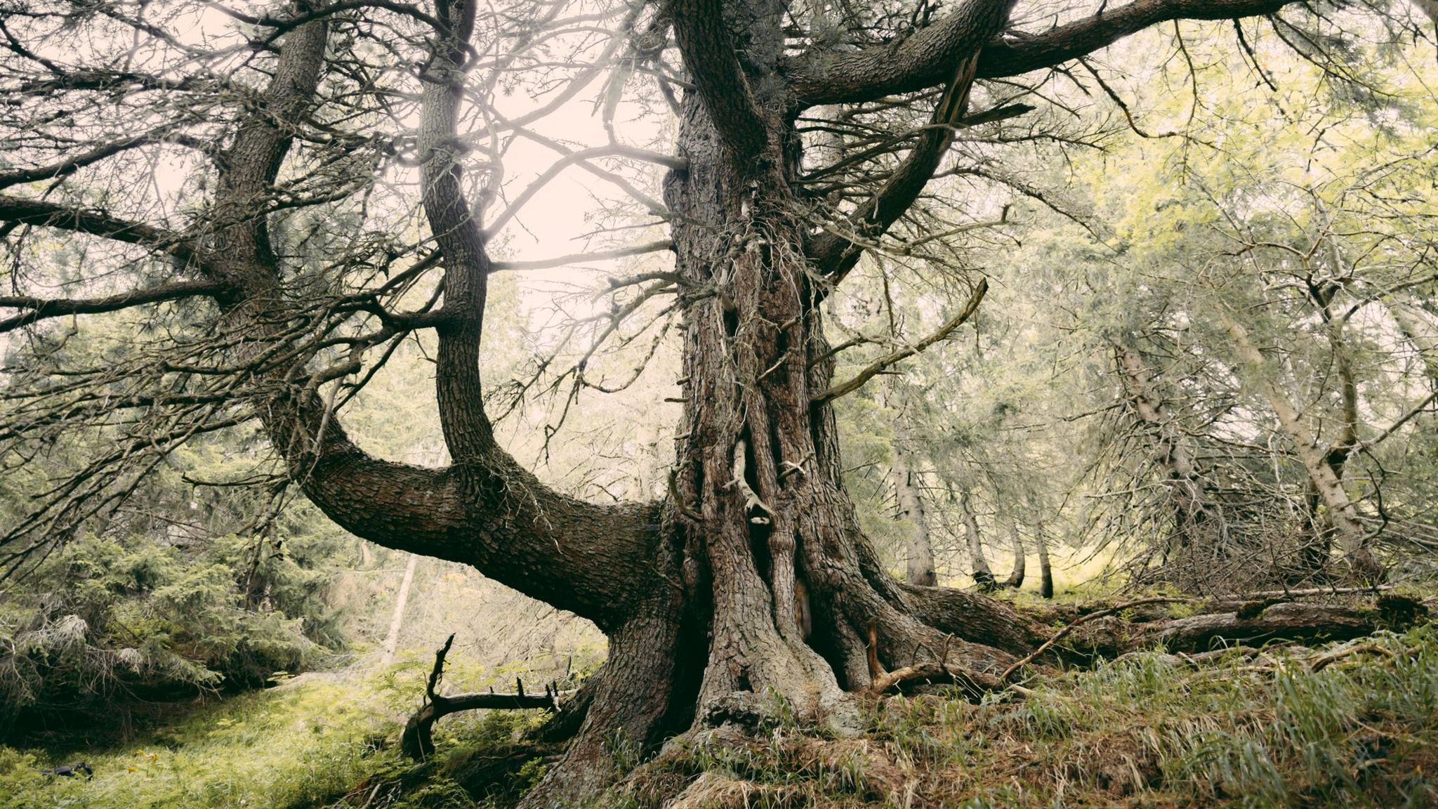 Waldökologie: Vor etwa 2000 Jahren keimte diese Zirbelkiefer in der Hohen Tatra. Und dort wächst sie noch immer. Sie zählt zu den ältesten Bäumen Europas. Wo sie genau steht, wissen nur wenige Eingeweihte Vor etwa 2000 Jahren keimte diese Zirbelkiefer in der Hohen Tatra. Und dort wächst sie noch immer. Sie zählt zu den ältesten Bäumen Europas. Wo sie genau steht, wissen nur wenige Eingeweihte