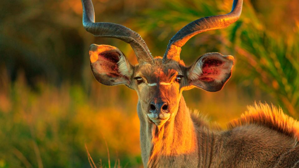 Abseits vom Krüger: Im iSimangaliso Wetland Park leben Antilopen, Giraffen, Meerkatzen, Leoparden, Krokodile und Nilpferde Im iSimangaliso Wetland Park leben Antilopen, Giraffen, Meerkatzen, Leoparden, Krokodile und Nilpferde