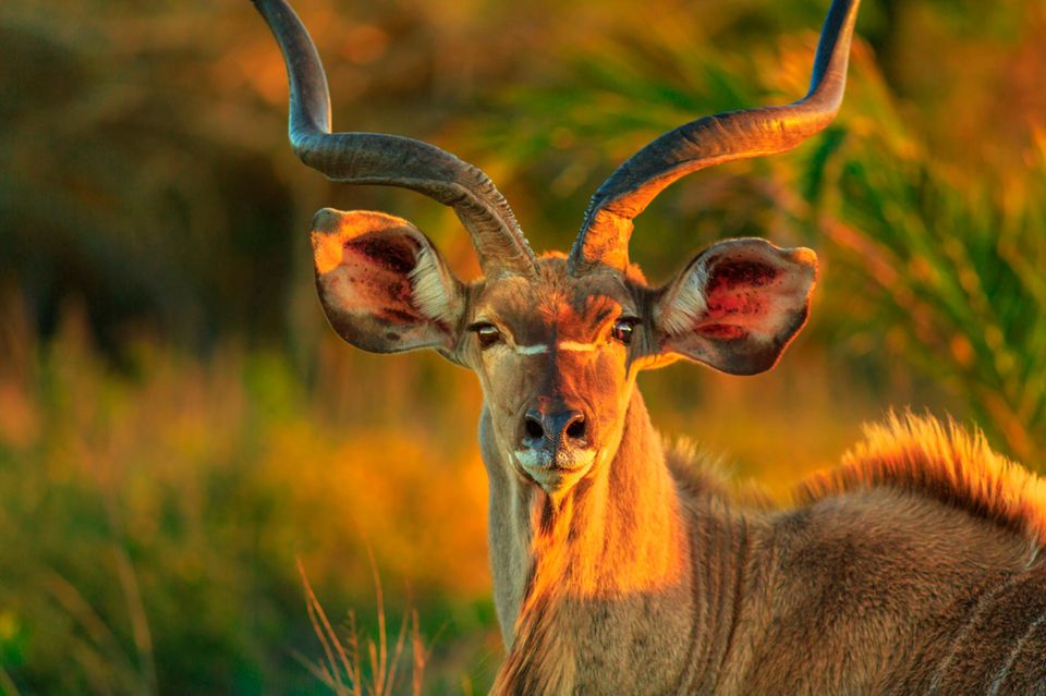 Im iSimangaliso Wetland Park leben Antilopen, Giraffen, Meerkatzen, Leoparden, Krokodile und Nilpferde