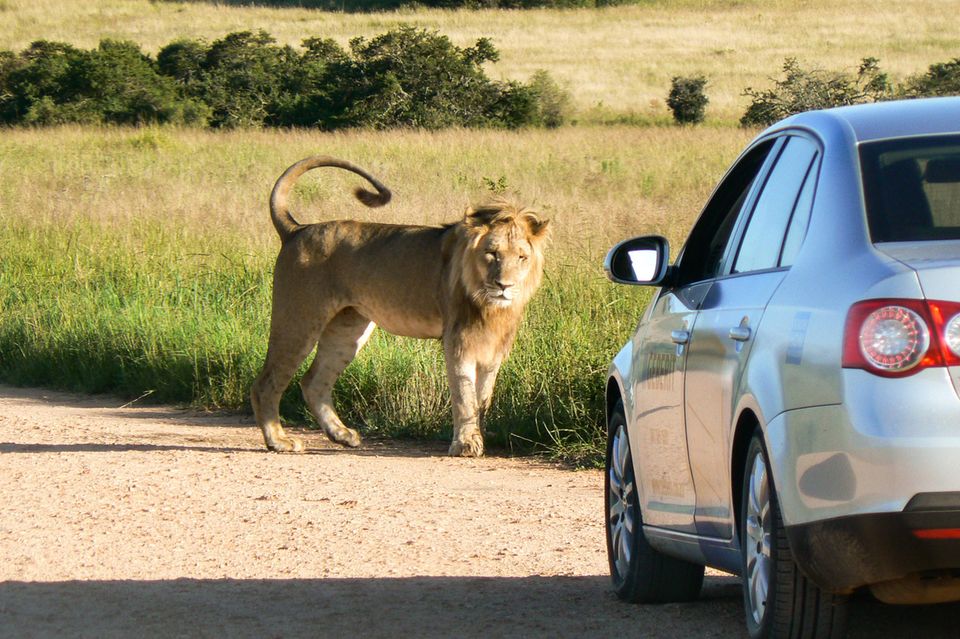 Ein Löwe vor einem Auto im Addo Elephant Nationalpark Ein Löwe vor einem Auto im Addo Elephant Nationalpark