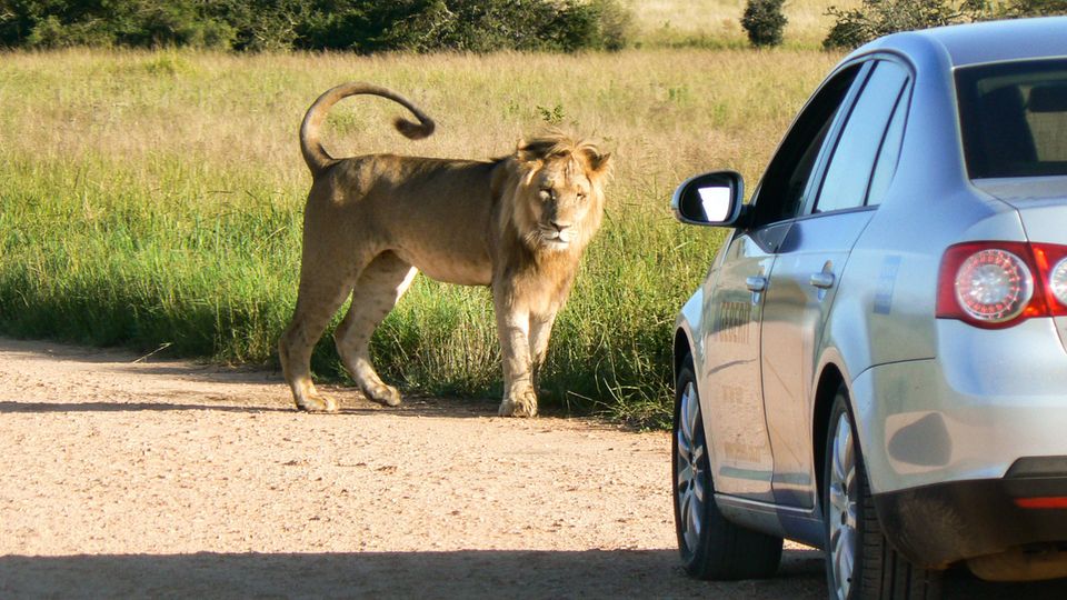 Ein Löwe vor einem Auto im Addo Elephant Nationalpark Ein Löwe vor einem Auto im Addo Elephant Nationalpark