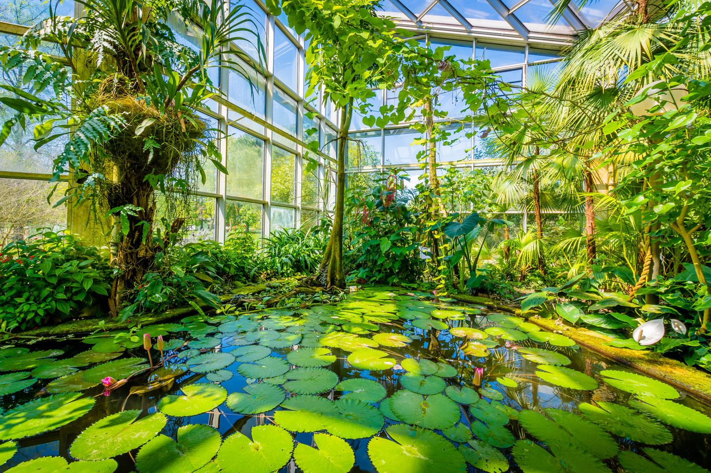 Palmengarten Frankfurt 1871 eröffnet, geht der Palmengarten im Frankfurter Westend auf eine Bürgerinitiative zurück – und ist heute mit 22 Hektar Fläche einer der größten seiner Art. In seinen Themengärten und klimatisierten Schauhäusern sind rund 13.000 tropische und subtropische Pflanzenarten zu bestaunen. Der Palmengarten ist nicht nur ein Ort der botanischen Wissensvermittlung, sondern auch ein Ort der Erholung, der Kultur und der Geselligkeit, wie schon das Herzstück des Gartens, das historische Gesellschaftshaus verrät. palmengarten.de/de/index.html