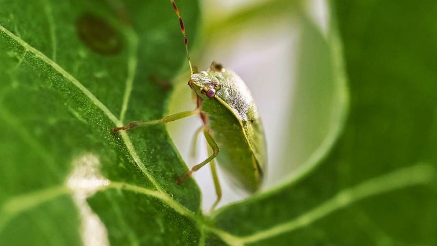 Eine Grüne Reiswanze (Nezara viridula), aufgenommen beim Landwirtschaftlichen Technologiezentrum Augustenberg (LTZ). Die eingeschleppten Krabbeltiere sind nur ein Vorbote für das, was infolge des Klimawandels noch blühen könnte