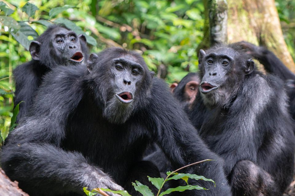 Brüllende Schimpansen auf einem Baum
