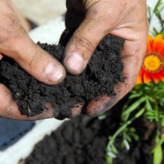 Dunkle, humose Blumenerde