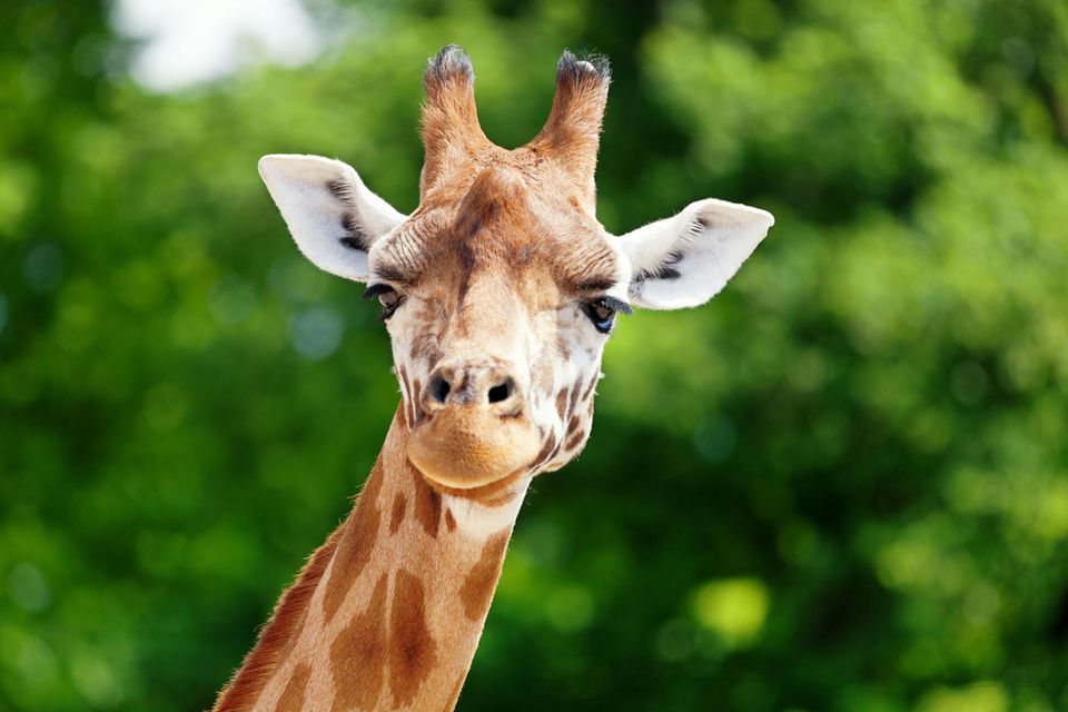 Giraffe vor grünem Hintergrund blickt in die Kamera