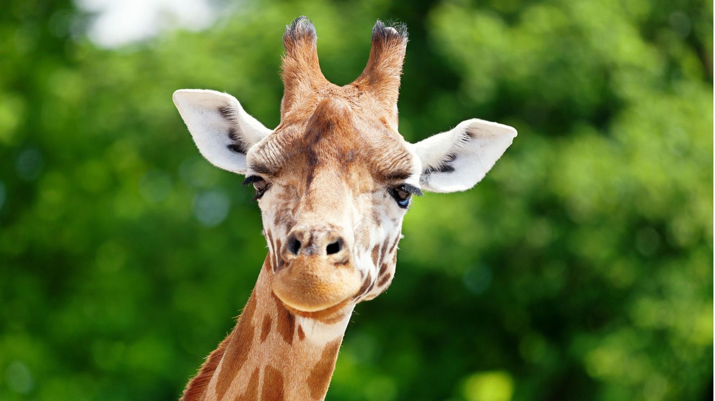 Giraffe vor grünem Hintergrund blickt in die Kamera