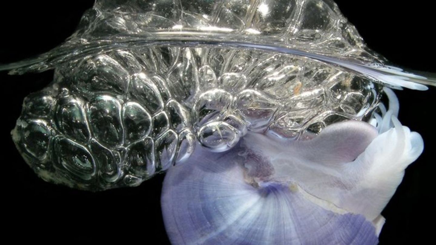 Ein Exemplar der Schneckenart Janthina baut ein Floß aus Blasen. Foto: Denis Riek/The Global Ocean Surface Ecosystem Alliance/dp