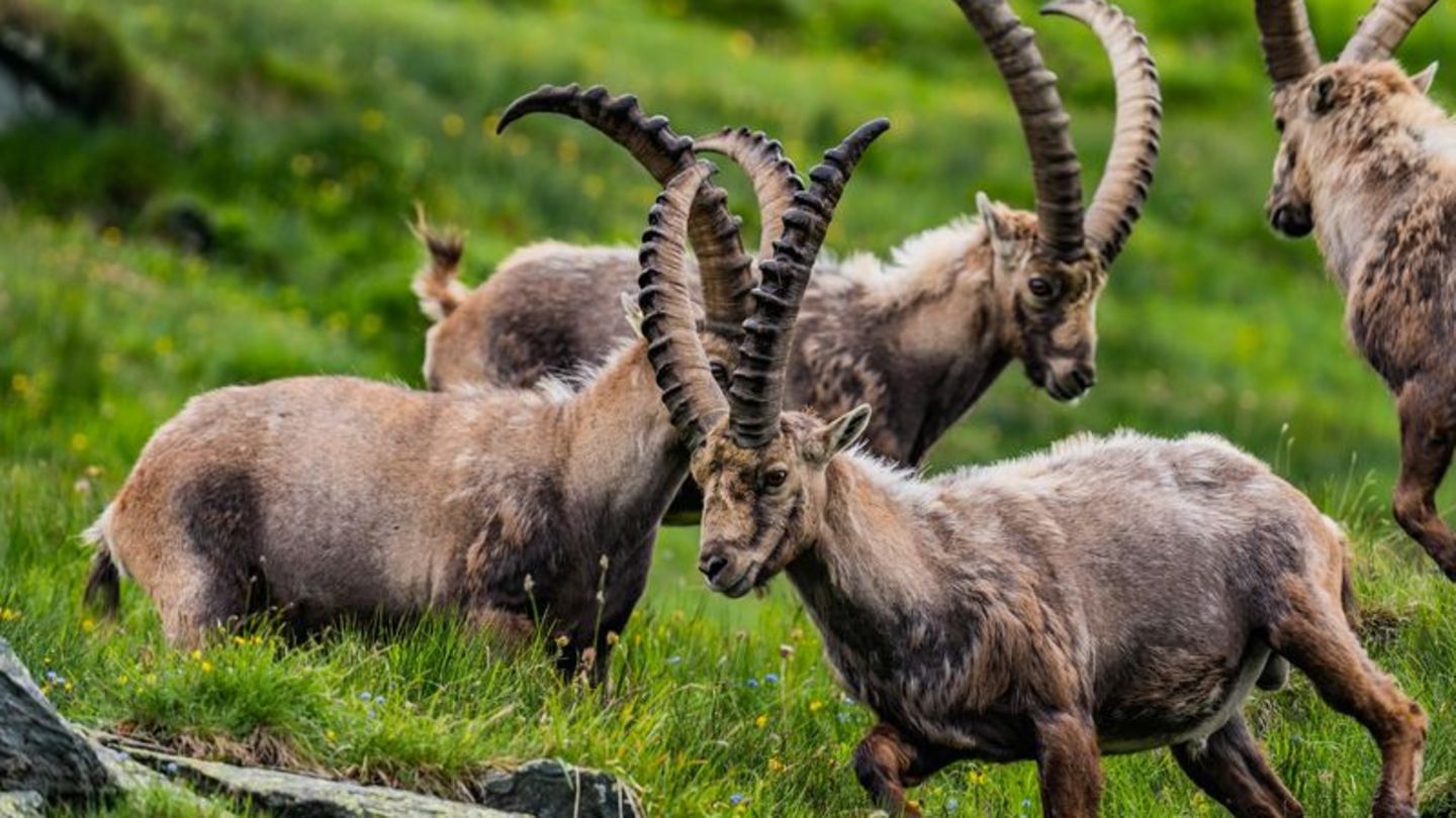 Seit eine Herde Steinböcke 1960 im Nationalpark Hohe Tauern ausgesetzt wurde, hat sich ihr Bestand sehr schnell entwickelt