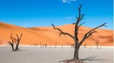 Blick auf die abgestorbenen Bäume im Deadvlei. Dahinter eine rote Sanddüne