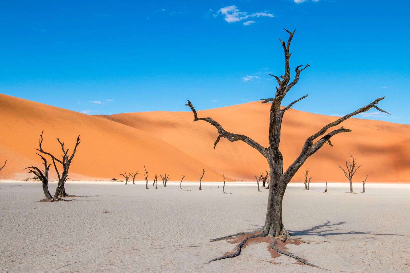 Sossusvlei Blick auf die abgestorbenen Bäume im Deadvlei. Dahinter eine rote Sanddüne