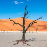 Blick auf die abgestorbenen Bäume im Deadvlei. Dahinter eine rote Sanddüne