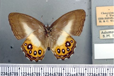 Die schwarzen Ringe auf den leuchtend orangefarbenen Flügeln des Schmetterlings erinnern an das allsehende Auge, das in den Büch