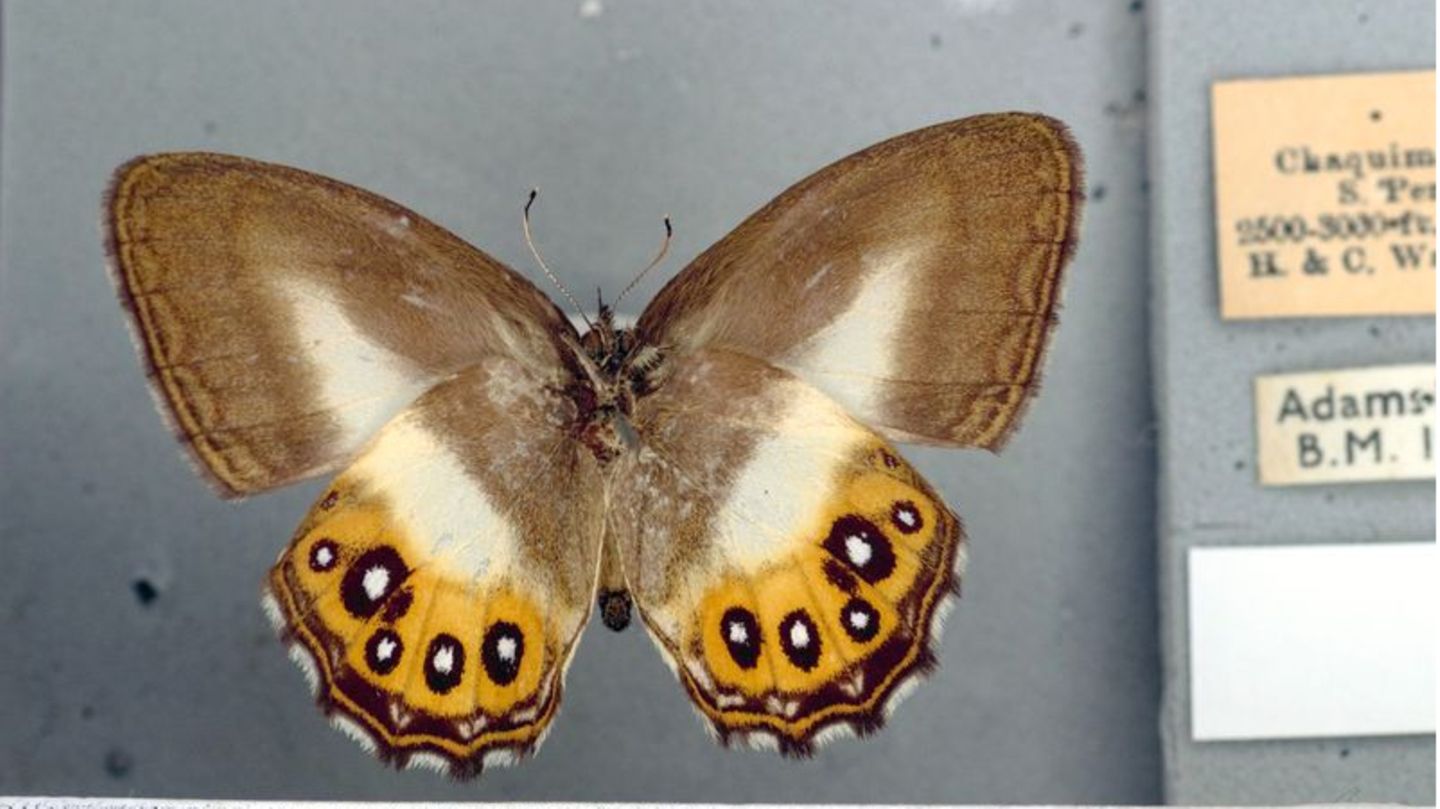 Die schwarzen Ringe auf den leuchtend orangefarbenen Flügeln des Schmetterlings erinnern an das allsehende Auge, das in den Büch