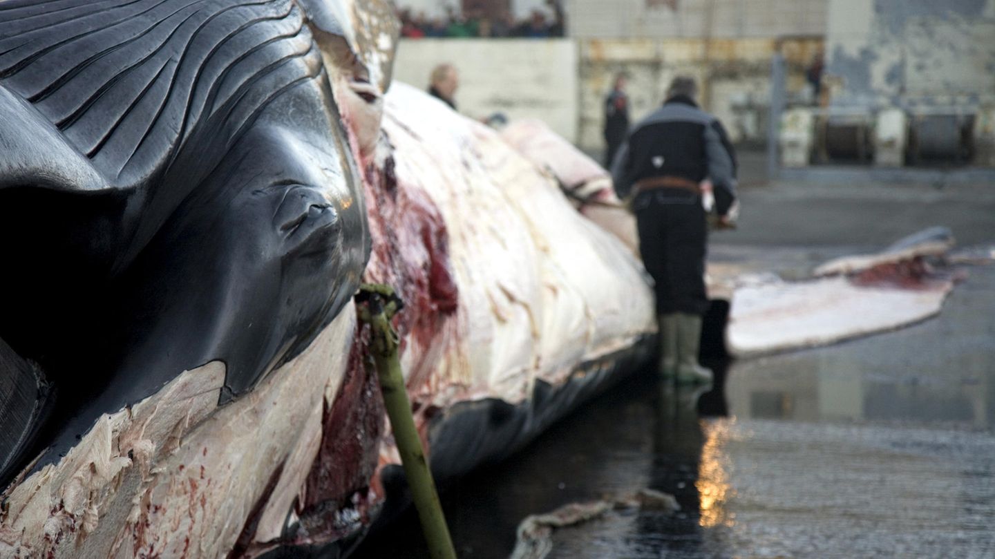 Ein Finnwal wird in der Walfangstation Hvalfjordur (Island) zerlegt. Die Harpune steckt noch in seinem Körper