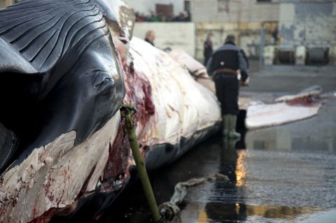 Ein Finnwal wird in der Walfangstation Hvalfjordur (Island) zerlegt. Die Harpune steckt noch in seinem Körper