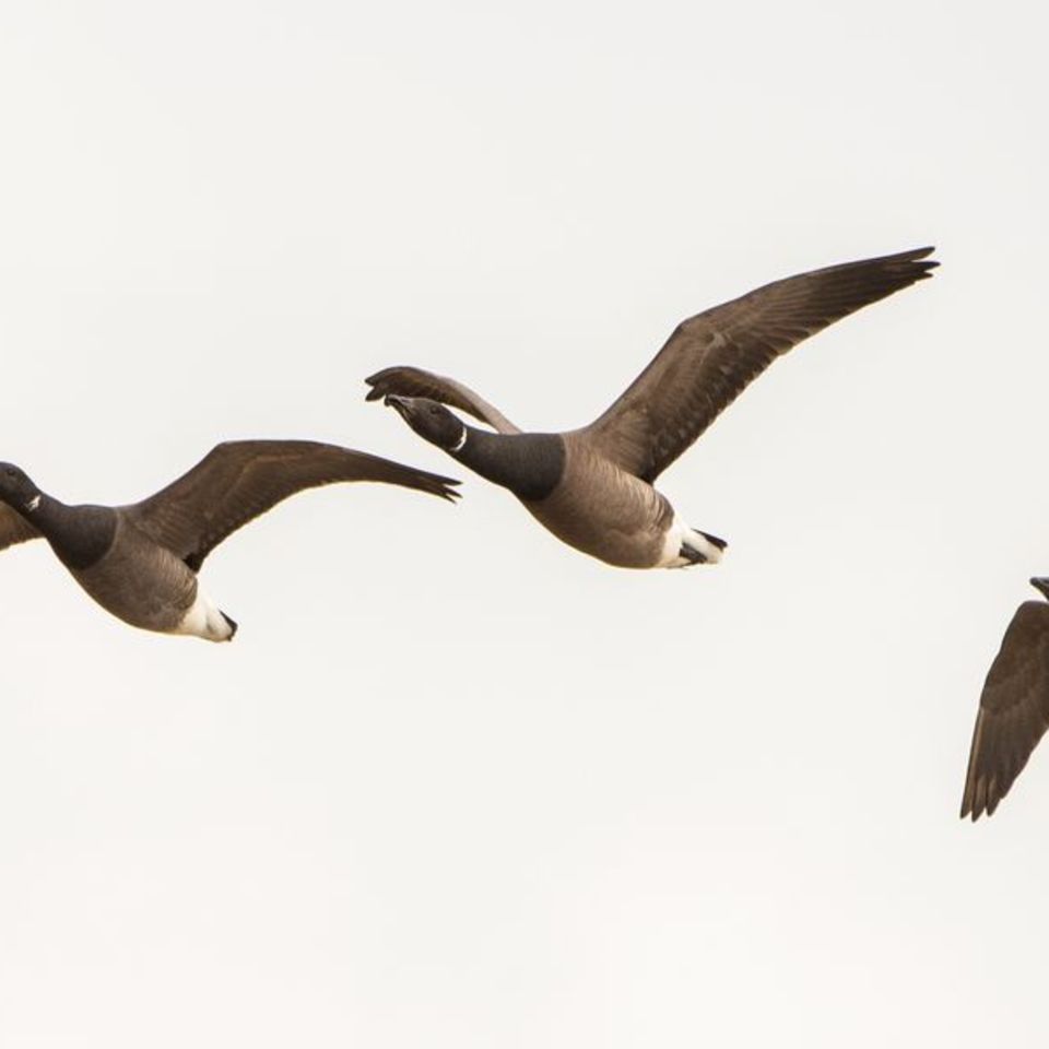 Ringelgänse über der Nordsee-Hallig Hooge: Nicht alle Zugvögel weichen Offshore-Windanlagen aus