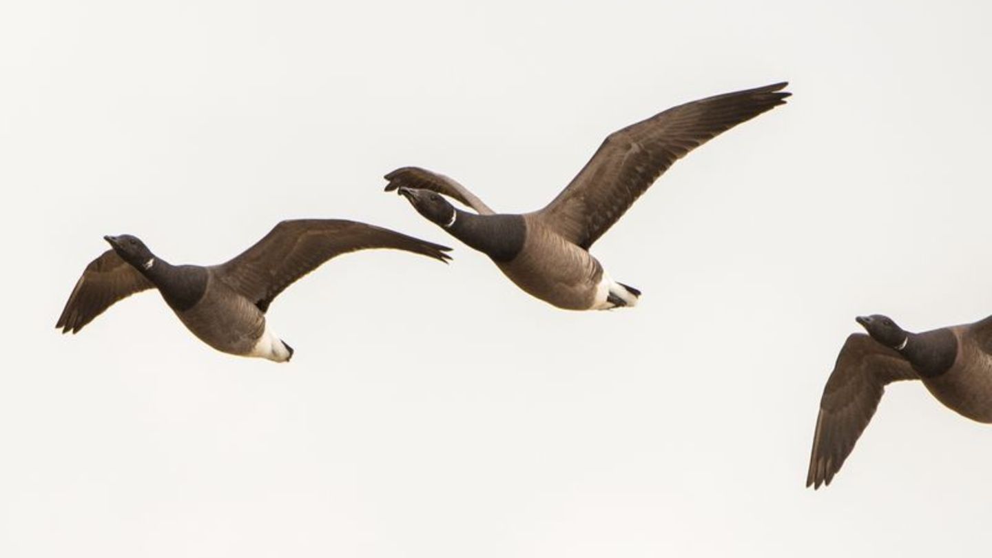 Ringelgänse über der Nordsee-Hallig Hooge: Nicht alle Zugvögel weichen Offshore-Windanlagen aus