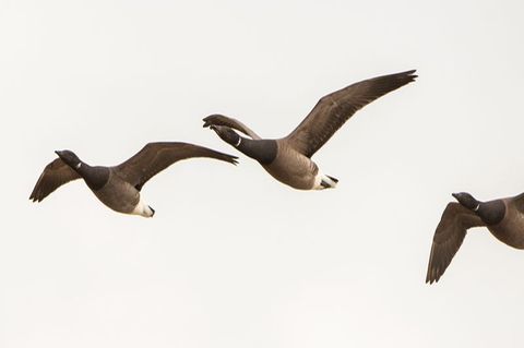 Ringelgänse über der Nordsee-Hallig Hooge: Nicht alle Zugvögel weichen Offshore-Windanlagen aus