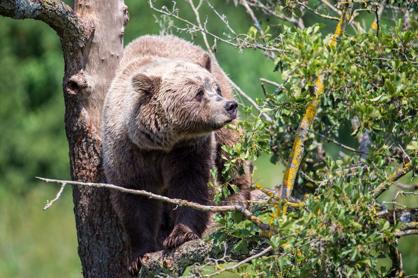 Braunbär im Wildpark Poing, Bayern: Nach dem Nachweis eines Braunbären im Landkreis Traunstein (Bayern) mit Hilfe einer Wildkamera hat sich der dortige Landrat ablehnend zu dem Tier geäußert